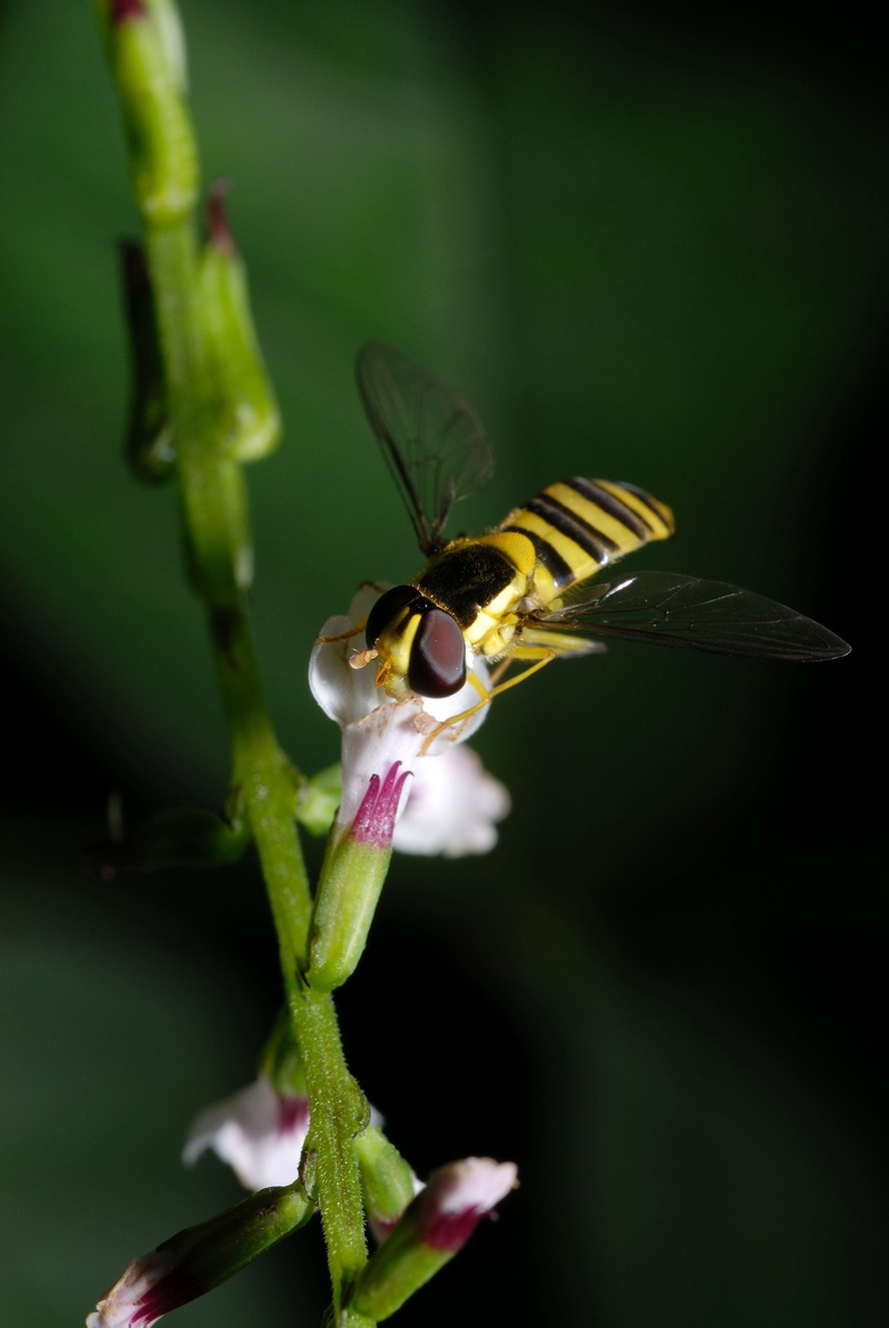 4K, compound eyes, animals in the wild, flower head, makro, bug, bee, growth, invertebrate, nature, etc, no people, freshness, animal themes, wing, flower