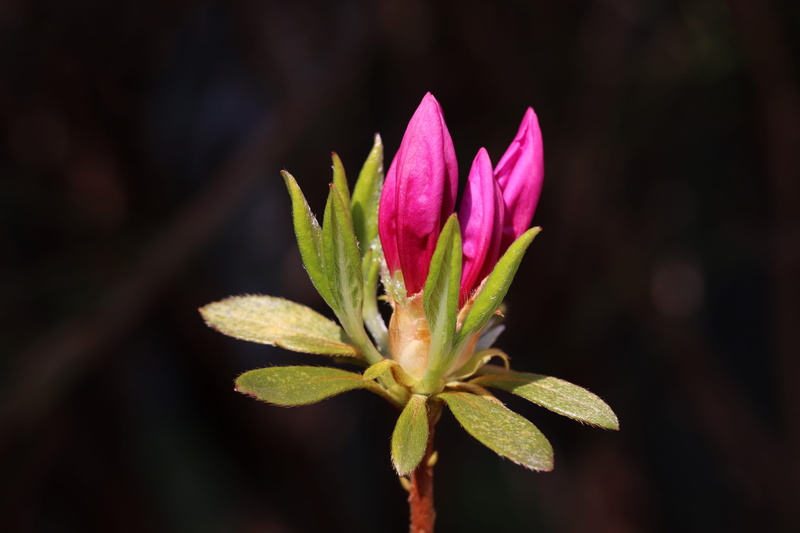 bud, flower head, spring flowers, pink color, flower, growth, wood, plants, focus on foreground, spring, pollen, april, outdoors, beauty in nature, plant part