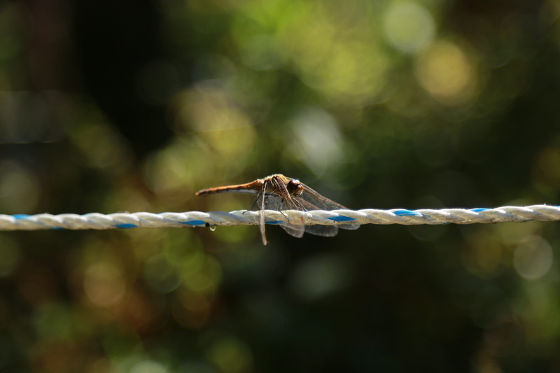 wing, close-up, zoology, tree, animal wildlife, nature, selective focus, animal themes, dragonfly, insects, rope, day, affix, macro, invertebrate, insect