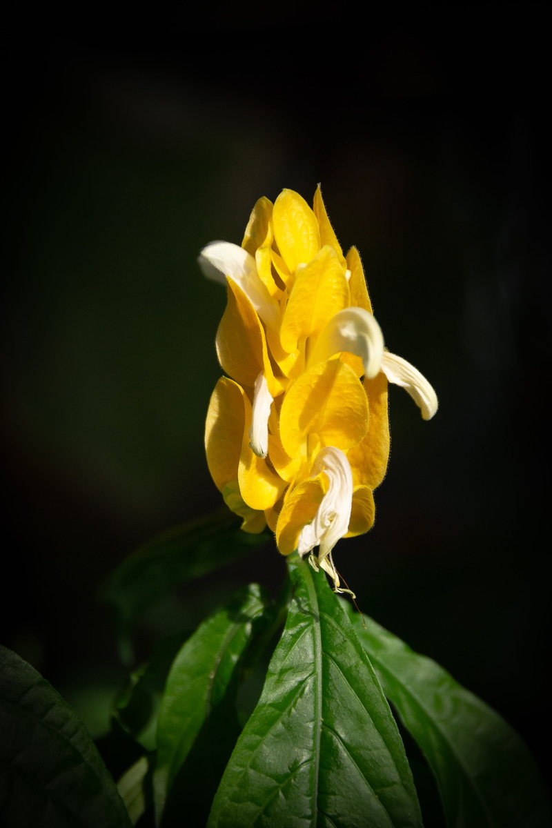 yellow flowers, help for user status, flame, republic of korea, beauty in nature, 4K, botanical garden, shrimp, fragility, flower head, outdoors, flowers