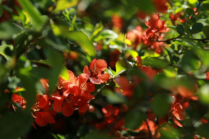 new york, outdoors, vivid, pollen, red, close-up, flower garden, beauty in nature, flower horn, petal, flowering, plant, bud, park, selective focus, spring