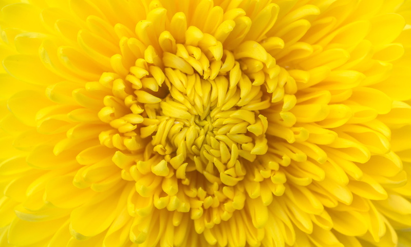 affix, photo, plants, petal, macro, flowering plant, flowers, vulnerability, fragility, plant, flower, autumn, dahlia, closeup, no people, backgrounds
