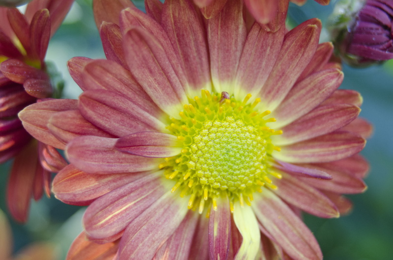 outdoors, petal, growth, pink, flowering plant, focus on foreground, beauty in nature, yellow, plant, vulnerability, affix, macro, flowers, pink flower
