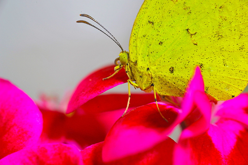plant, pollen, vulnerability, flower head, petal, magnification, insects, pink color, beauty in nature, freshness, one animal, animal body part, no people