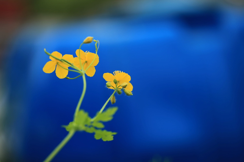 blue, vulnerability, selective focus, yellow flower, springtime, plant, freshness, celandine, nature, close-up, flower, outdoors, 2K, purple, affix, no people