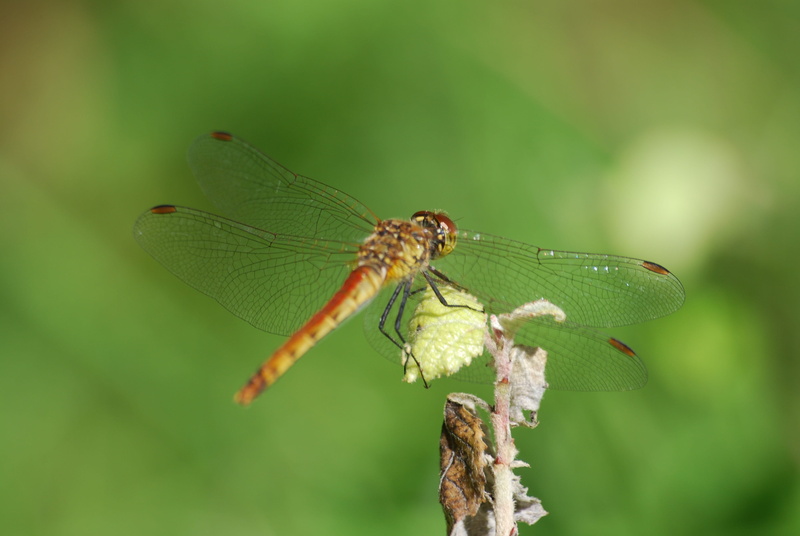 animal eye, mountain, 4K, close-up, Insects, animal body part, no people, focus on foreground, affix, images, leaf, one animal, macro, insect, plant, wing
