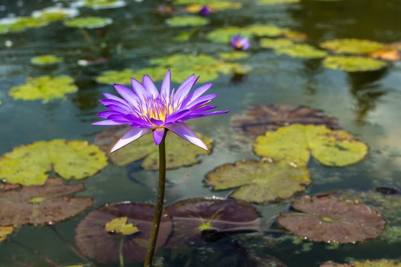 paju, close-up, vulnerability, affix, no people, aquatic plants, fragility, healing, flowers, beauty in nature, freshness, flowering, byeokchoji, pink color
