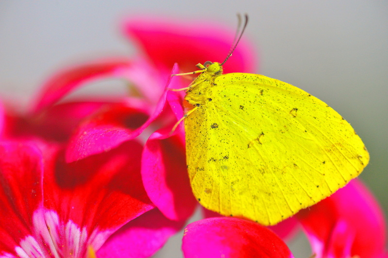 flower, butterfly - insect, vulnerability, petal, plant, butterfly, pink color, animal, fragility, animal wing, one animal, insects, 4K, pollination, invertebrate