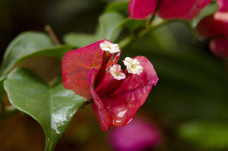 makro, red, plants, leaf, pollen, close-up, focus on foreground, growth, fragility, freshness, no people, autumn, vulnerability, flowering plant, flowers