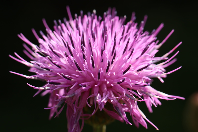 Purple, 5K, studio shot, autumn, plant, flower, freshness, macro, flowering plant, spiky, beauty in nature, fragility, inflorescence, Mountain Park, black background