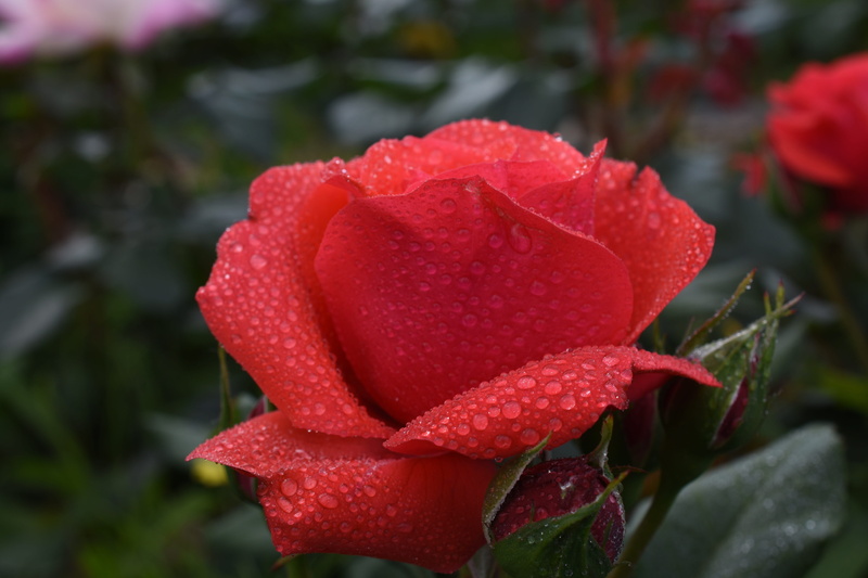 Trickle, focus on foreground, Affix, freshness, flowering plant, dew, outdoors, leaf, flower head, water, plant part, vulnerability, nature, petal, beauty in nature