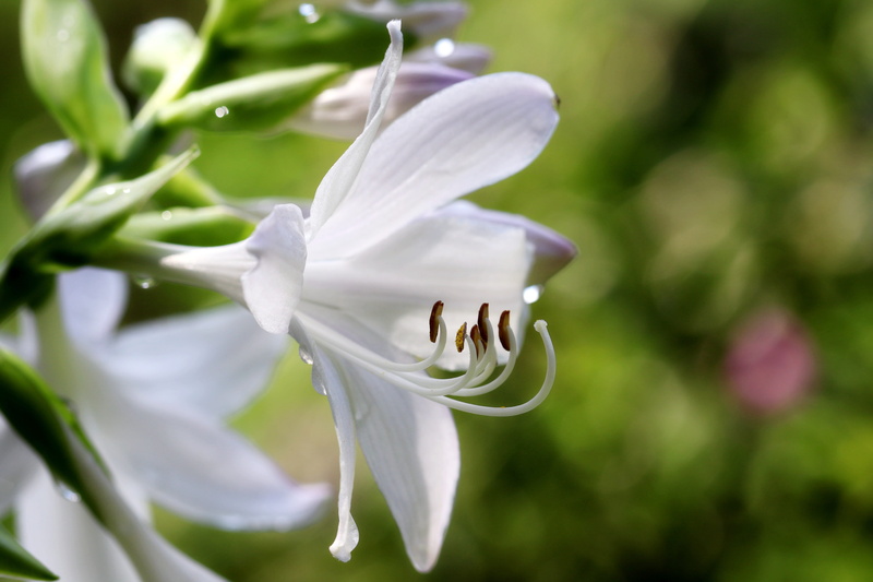 outdoors, growth, fragility, forest, freshness, flowers, animal, animal themes, park, animals in the wild, petal, vulnerability, insect, purple, purple flowers