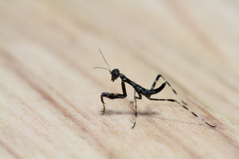 day, animal, wood - material, 5K, affix, textured, small insects, insect, outdoors, one animal, animal wildlife, selective focus, insects, ant, table