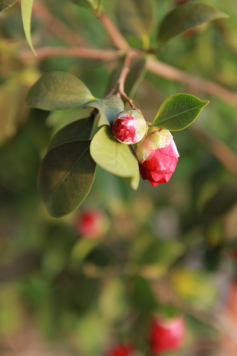 branch, camellia, wellbeing, red petals, jeju, plant part, beauty in nature, beautiful, food, healthy eating, camellia flower, leaf, spring, close-up, ripe