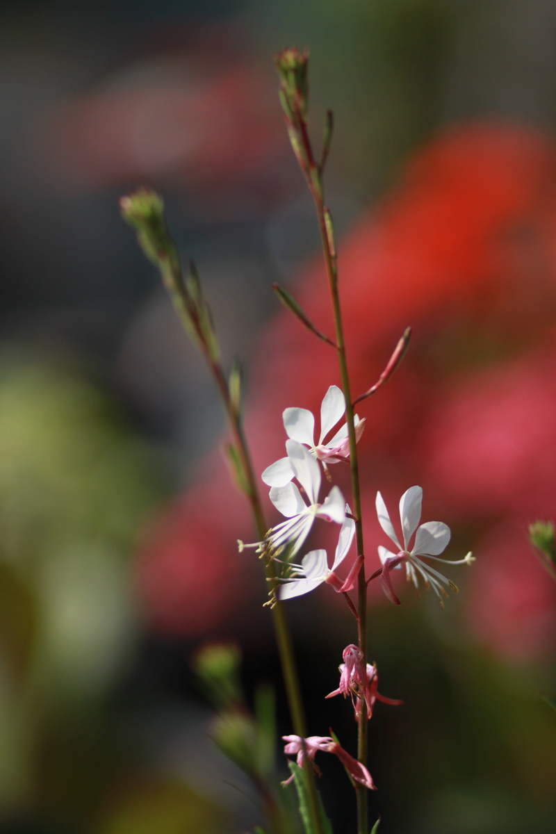 day, freshness, garden, focus on foreground, vivid, wild, little flower, nature, beautiful, inflorescence, ecology, fresh medium, bud, outdoors, no people