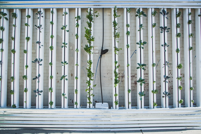 no people, built structure, hydroponics, lettuce, plant, vertical garden, white, sunlight, growth, side by side, land, wall, frame, nature, vertical farm