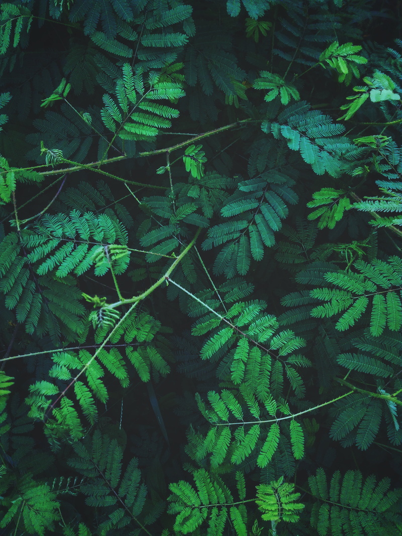 plants, green, nature, leaves, vertical, 4K