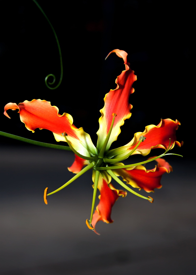 flower, gloriosa superba, plant stem, no people, time lots greenhouse, petal, petaled, glory crown, exotic, plant, vulnerability, black background, closeup
