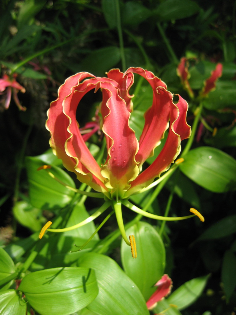 gloriosa superba, vulnerability, no people, fiery, focus on foreground, time lots greenhouse, nature, red, crown, beauty in nature, tropical, flower head