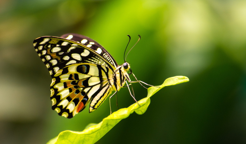 butterfly, invertebrate, animal, butterfly - insect, insect, 4K, leaf, animal wing, plant, nature, animals in the wild, beauty in nature, close-up, perching