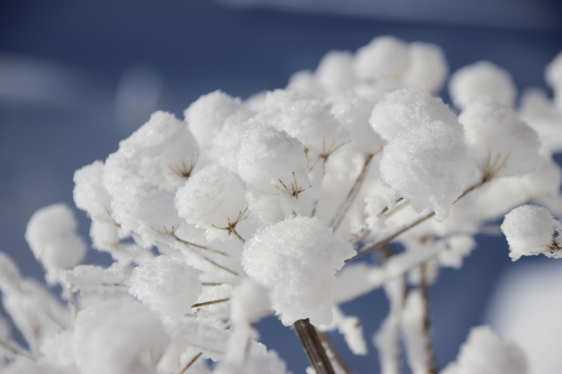 makro, cold temperature, day, vulnerability, plant, tranquility, white color, close-up, nature, selective focus, softness, focus on foreground, no people