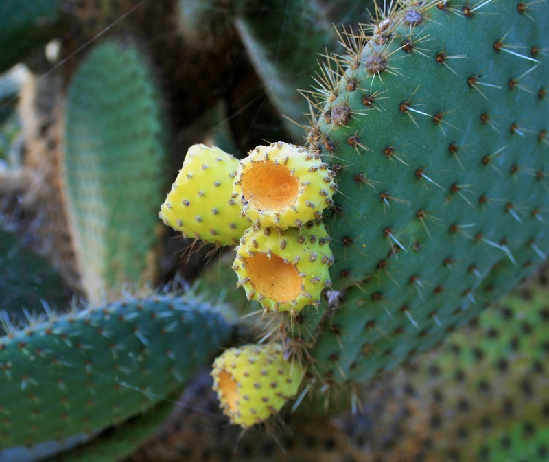 growth, spiked, nature, outdoors, cactus bush, succulent plant, yellow, sharp, fleshy, succulent, close-up, plant, spiky, bush, flower head, beauty in nature