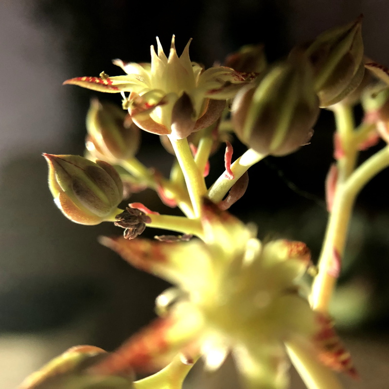 inflorescence, nature, flowering plant, fragility, stamen, beauty in nature, petal, freshness, plant, pollen, 2K, vulnerability, macro, growth, close-up