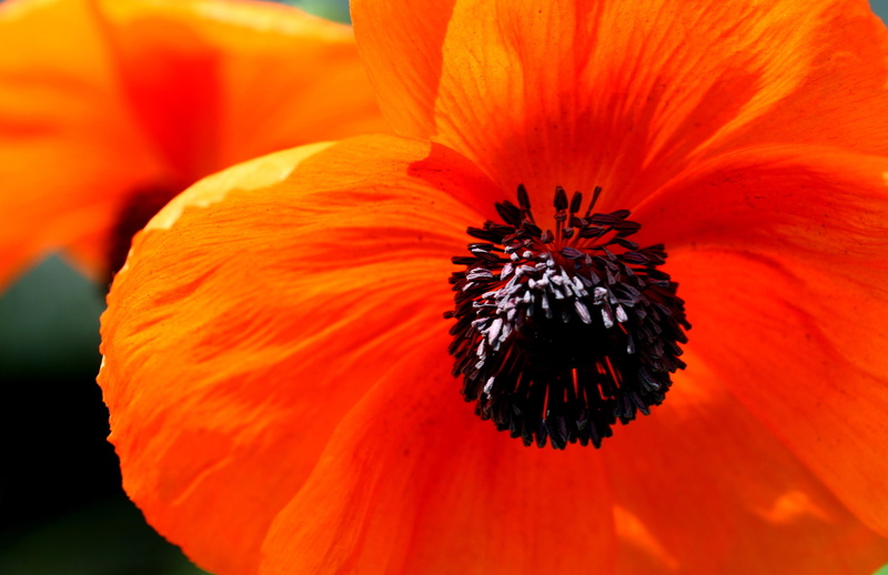 nature, beauty In Nature, petal, orange, flower, plant, brown, summer, flower Head, black, close-up, macro, yellow, 1080P, black flower