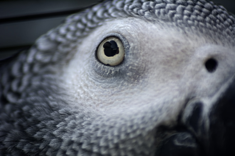 africangray, eye, whisker, 5K, grey, animal wildlife, owl, parrot, bird, africangrey, animal eye, beak, portrait, gray, no people, marine, vertebrate