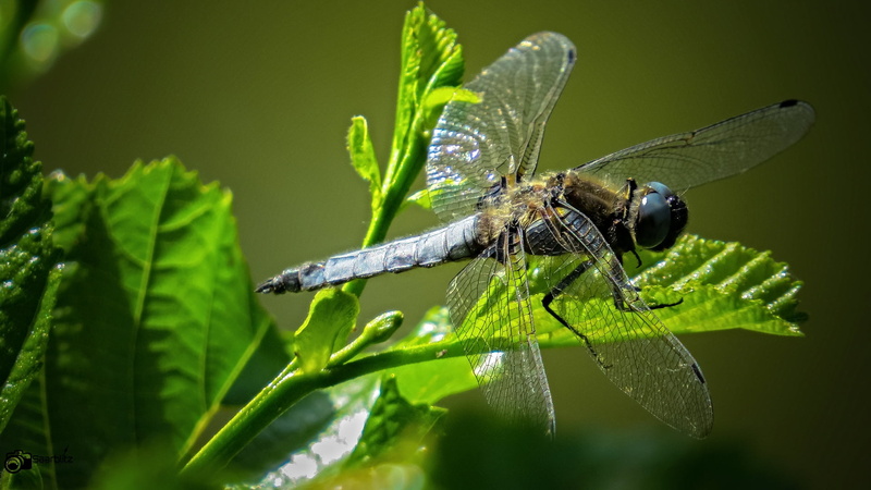 leaf, closeup, Makro, 1080P, Tier, Dragonfly, brown, sun, photograph, Libelle, spring, macro, outdoor, macro photograph, canon, silver