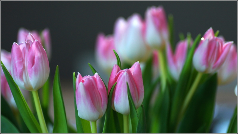 Makro, nature, 4K, season, pink, close up, Blumen, photo, tulip, close, flower, Spring, beauty In Nature, Flowers, pink Color, plant, focus, springtime