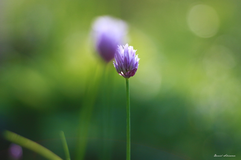 macro, flower, beauty In Nature, makro, focus, plant, purple, purple flower, nature, EOS, meadow, close-up, green Color, shallow, Canon, Bokeh, shallow focus