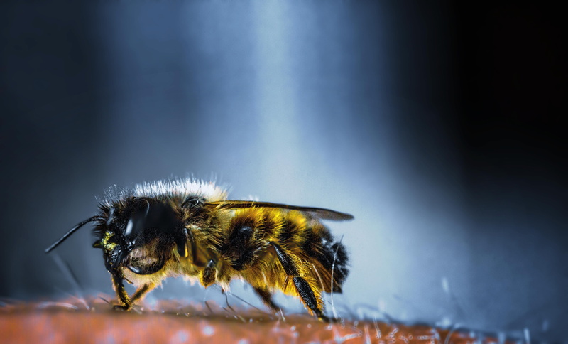 arthropod, macro photography, animal themes, wildbiene, biology, yellow, photography, selective focus, makro, focus on foreground, wild, macro photo, wildlife