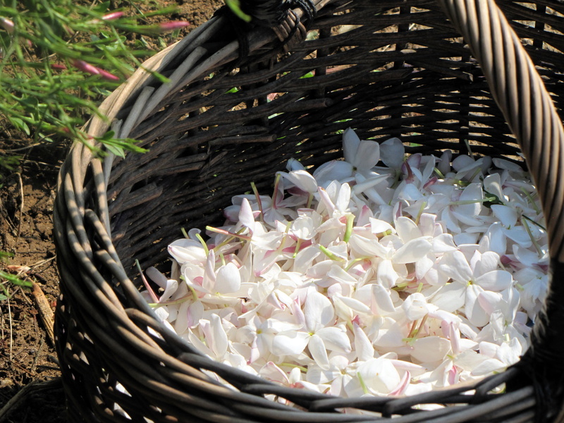 nature, petal, close-up, jasmine, flowers, no people, fragility, freshness, vulnerability, plants flowering, white, fat, day, focus on foreground, container
