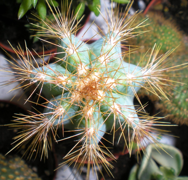 day, fragility, selective focus, cactus, focus on foreground, spiked, vulnerability, flower, outdoors, plant, thorn, succulent plant, beauty in nature
