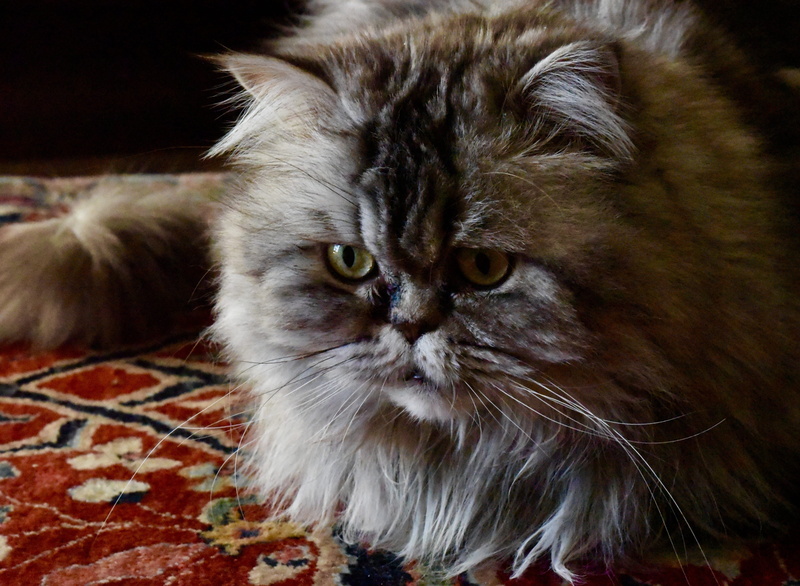 animal, angora, domestic cat, brick, animal hair, black cat, abyssinian, pets, domestic animals, pet, feline, plant, hardwood, maine coon cat, wood, persian cat