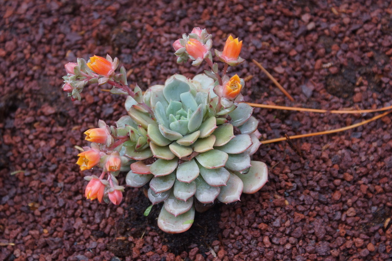 nature, fat plant, land, field, high angle view, genova nervi, genoa, growth, freshness, succulent plant, flowering plant, close-up, plant, cactus, day