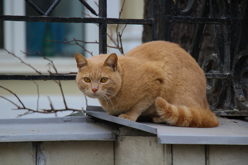 focus on foreground, abyssinian, no people, plywood, potted plant, 4K, domestic animals, vase, ginger, brick, plant, whisker, domestic cat, produce, vertebrate