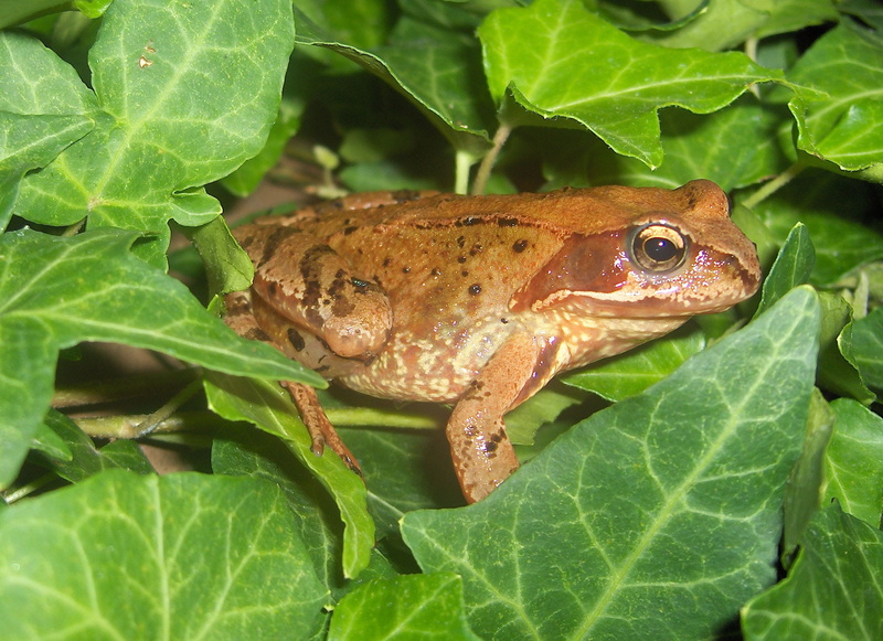 outdoors, day, leaves, lizard, vertebrate, growth, animal wildlife, Amphibians, Creature, reptile, animal themes, Frog, plant, amphibian, animals in the wild