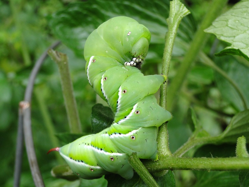 larvae, growth, focus on foreground, flower, green Color, day, no people, leaf, destructive, flowering plant, worm, plant part, animals in the wild, garden