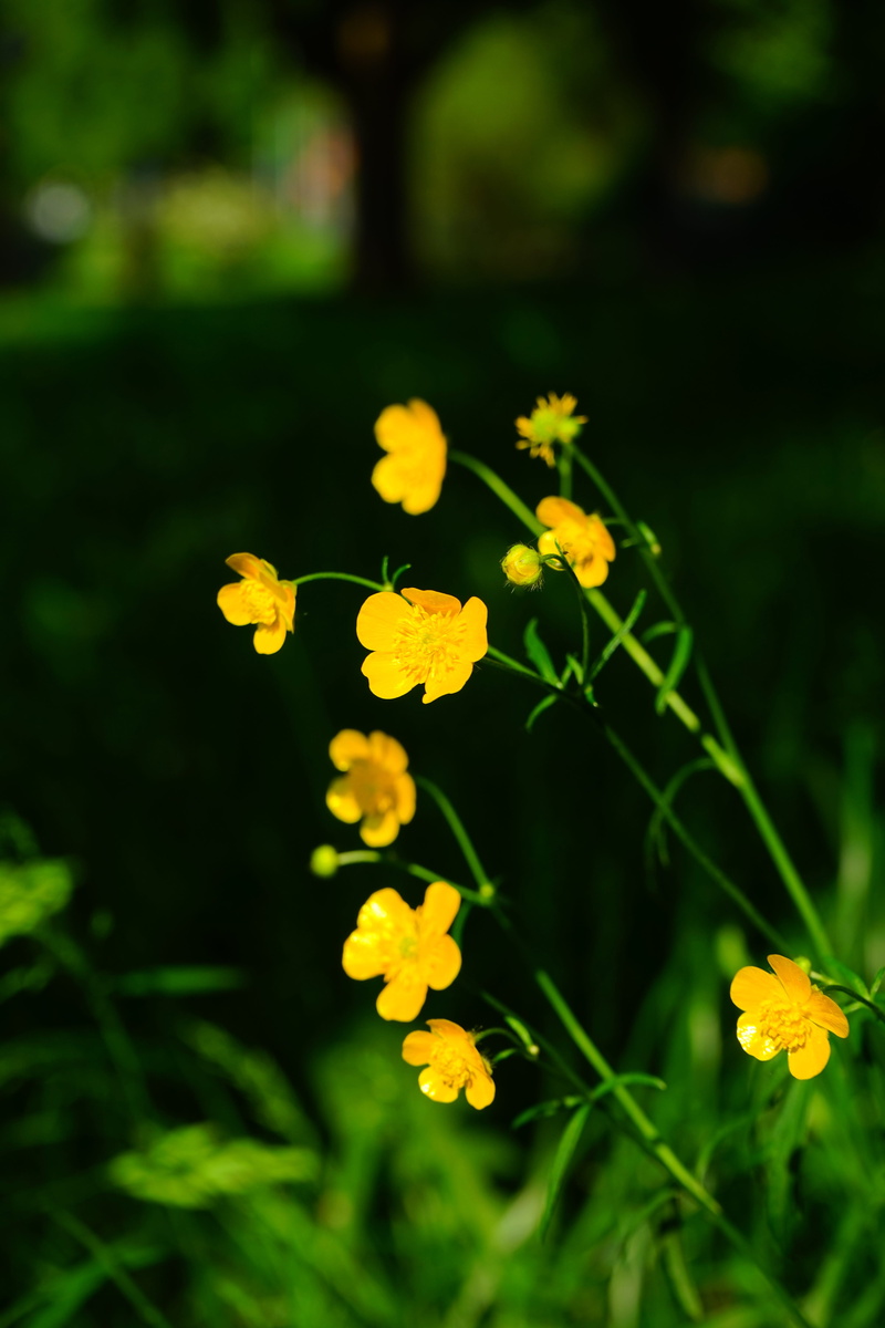 beauty In Nature, growth, wildflower, ranunculin, pointed flower, flowers, freshness, focus on foreground, Buttercup, protoanemonin, anemonin, flowering plant