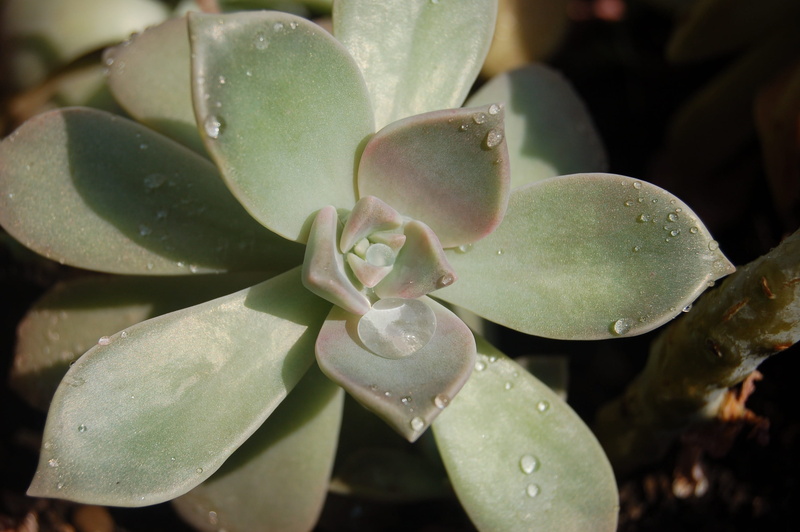 day, close-up, focus on foreground, green color, drop, succulent plant, wet, flower, plant, nature, beauty in nature, 2K, fat plants, freshness, growth