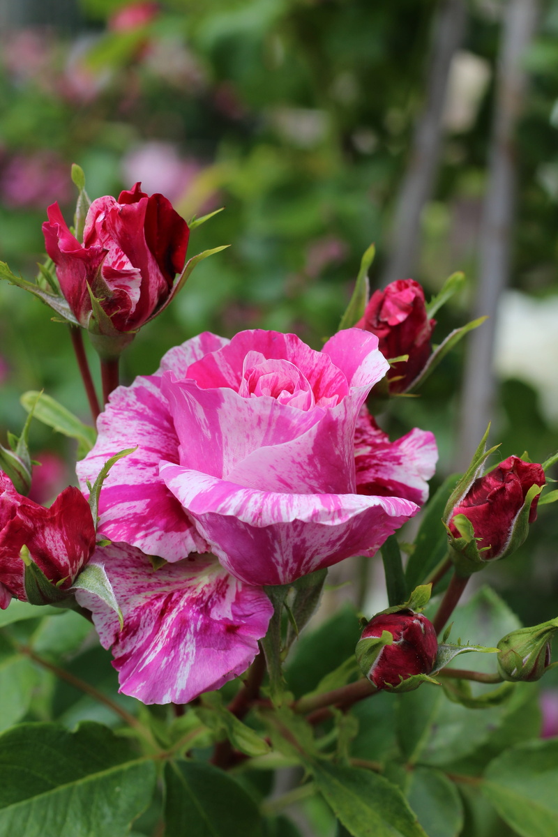 inflorescence, bloom, fragility, petal, rose - flower, white, close-up, fat, leaf, flowering plant, softness, no people, pink flowers, côte dazur, beauty in nature