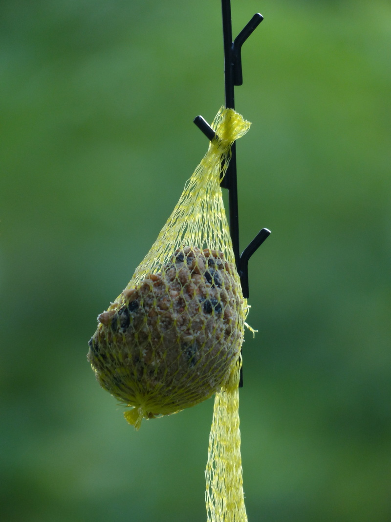 nature, animals in the wild, food, summer, fat balls, hanging, fat, day, feed, bird seed, healthy eating, animal wildlife, outdoors, animal, yellow, no people