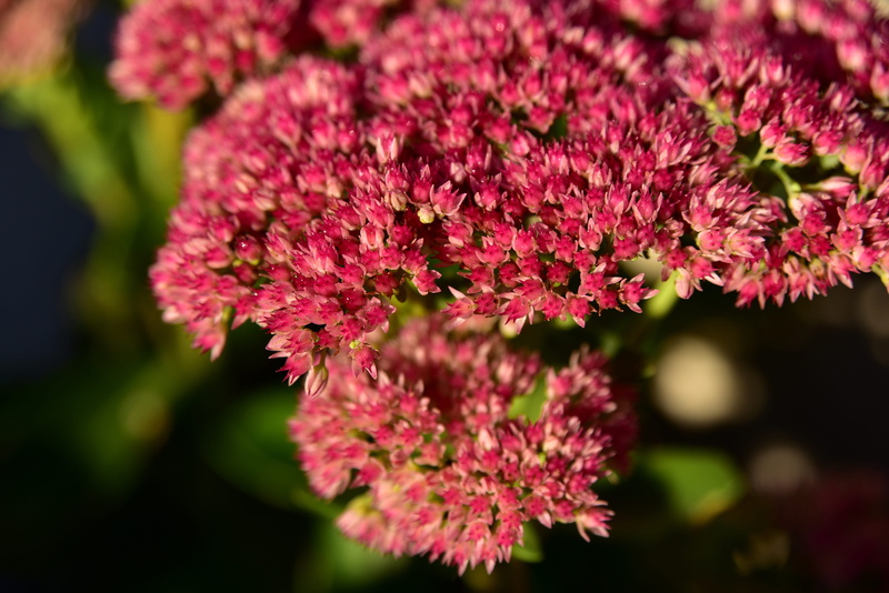 fragility, pink color, vulnerability, flora, growth, plant, flowers, inflorescence, day, botany, close up, flowering plant, focus on foreground, blossom