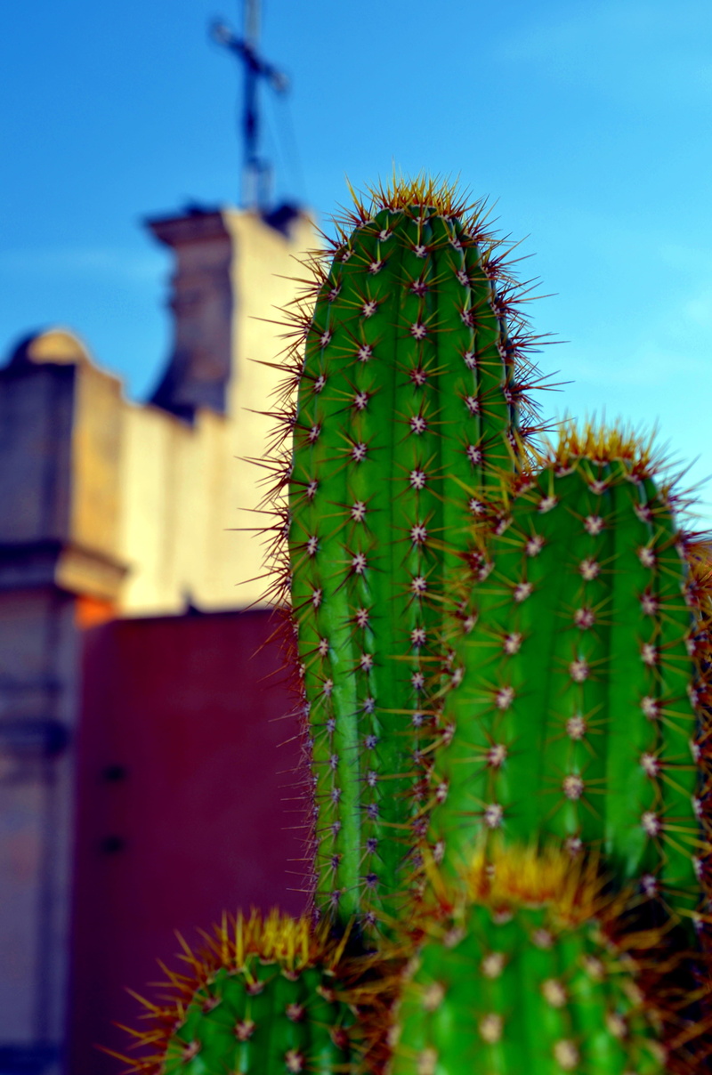 spiked, thorn, focus on foreground, nature, selective focus, sign, beauty in nature, fat plants, plant, sharp, no people, built structure, sky, warning sign