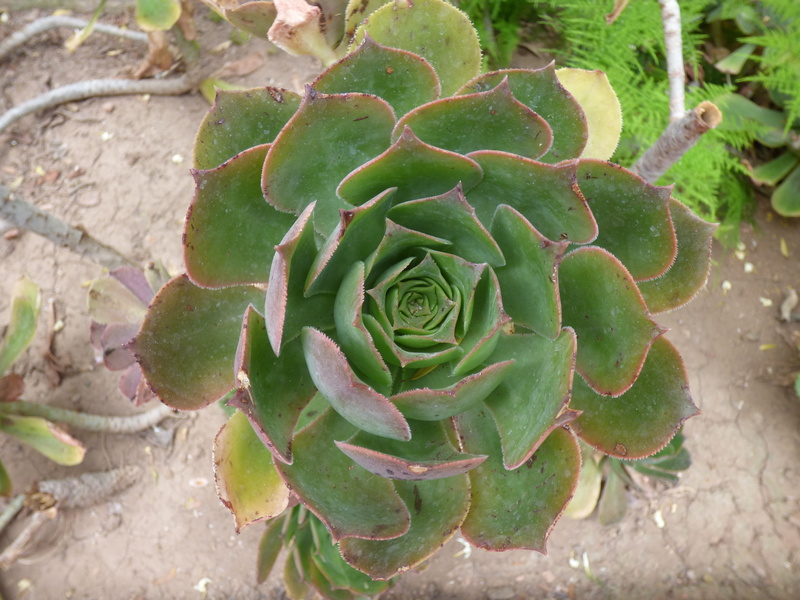 botany, plant part, field, growth, leaf, cactus, flower fat, freshness, succulent, no people, succulent plant, plants green, fat, vegetation, 4K, flower