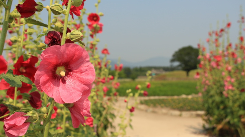 flowering plant, summer, outdoors, fragility, plant, close-up, day, Nature, pink petals, focus on foreground, Petals, freshness, red, pollen, stock factory