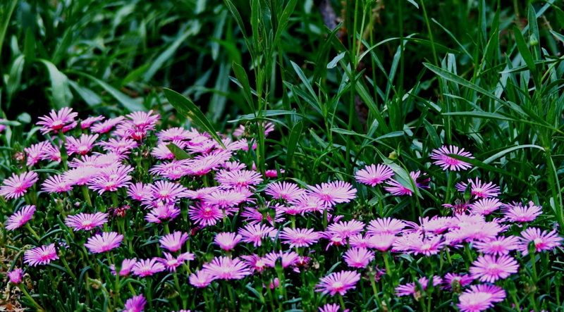 flower, land, Fat, patch, close-up, 1080P, purple, outdoors, Plant, Flowers, beauty in nature, flower head, green color, vulnerability, focus on foreground