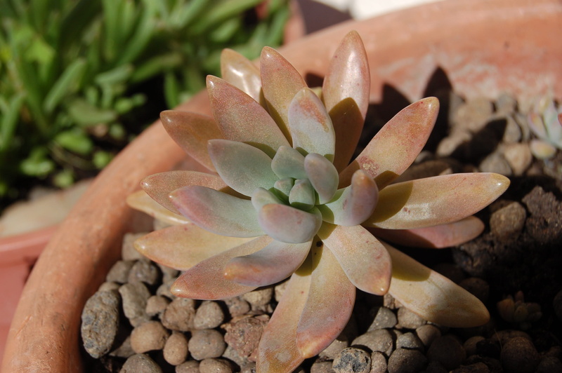 human body part, outdoors, succulentes, one person, gardening, rock, freshness, hand, close-up, nature, succulent plant, flowering plant, 2K, pebble, flower head